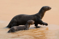BZGO00416 - Giant Otter