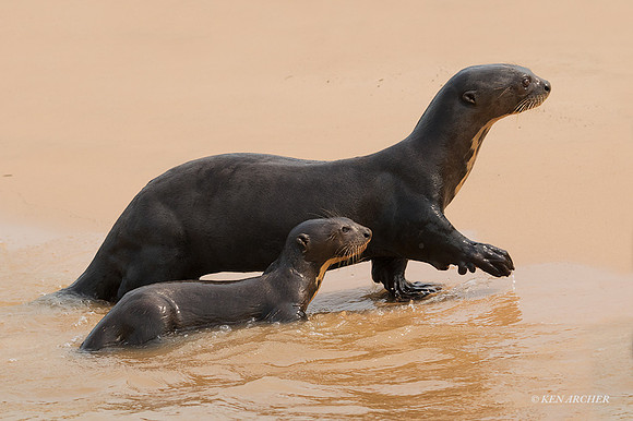 BZGO00416 - Giant Otter