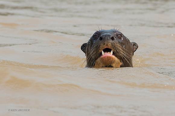 BZGO00410 - Giant Otter