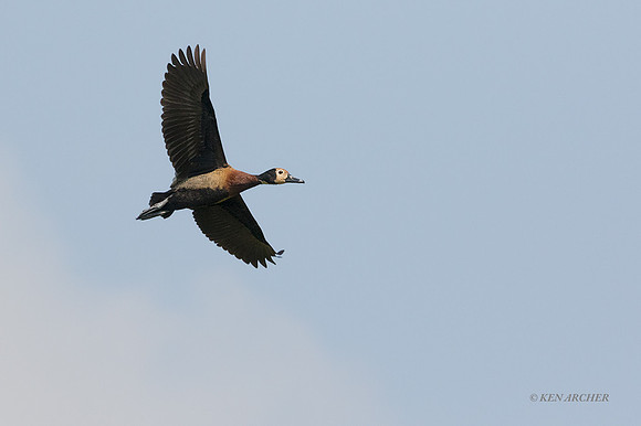 BZBW00055 - White-faced Whistling Duck