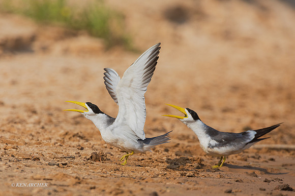 BZLT00020 - Large-billed Tern