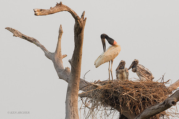 BZJS00020 - Jabiru Stork