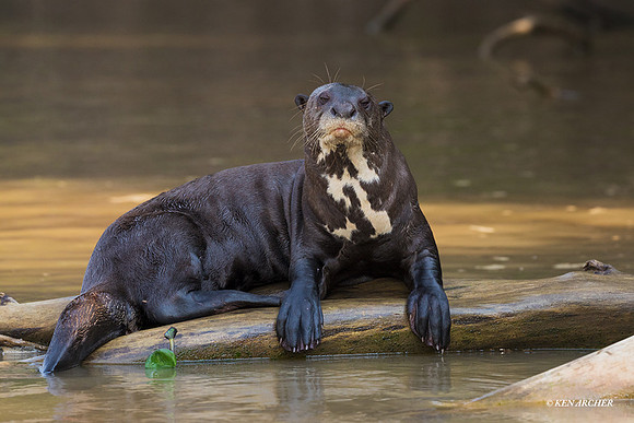 BZGO00298 - Giant Otter