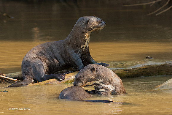 BZGO00146 - Giant Otter