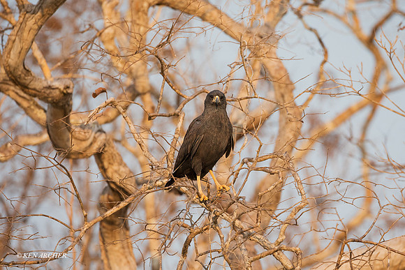 BZGB00103 - Great Black Hawk