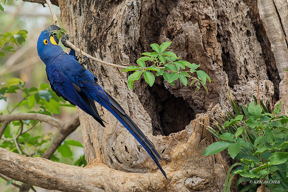 BZHM00212 - Hyacinth Macaw