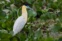 BZCH00048 - Capped Heron