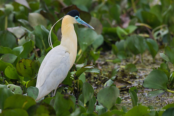 BZCH00048 - Capped Heron