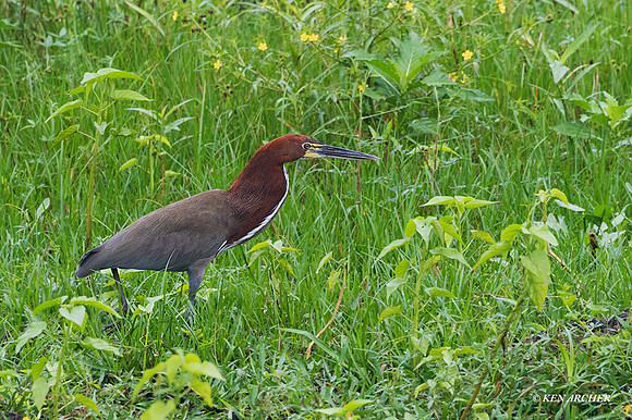 BZTH00057 - Rufescent Tiger Heron