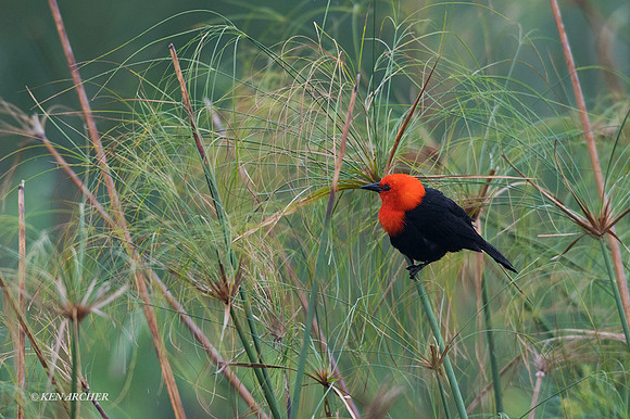 BZSB00018 - Scarlet-headed Blackbird