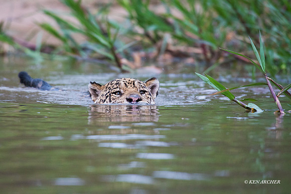BZJR00324 - Jaguar