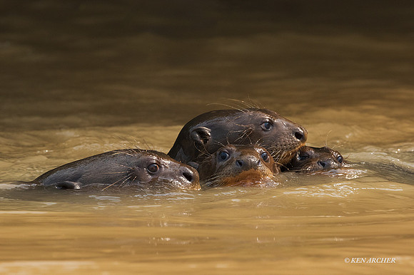 BZGO00393 - Giant Otter