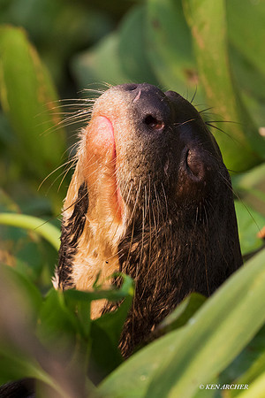 BZGO00079 - Giant Otter