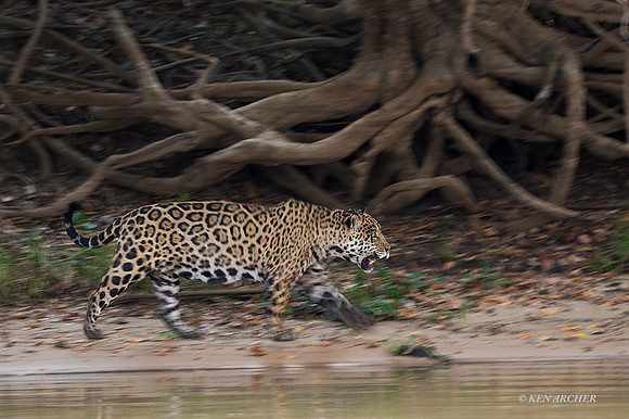 BZJR00241 - Jaguar