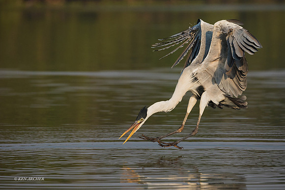 BZCH00193 - Cocoi Heron