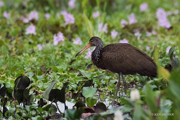 BZLN00002 - Limpkin