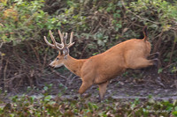 BZMD00005 - Marsh Deer