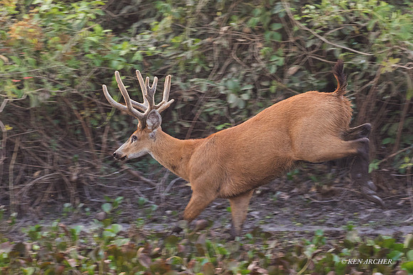 BZMD00005 - Marsh Deer