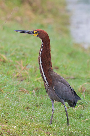 BZTH00084 - Rufescent Tiger Heron