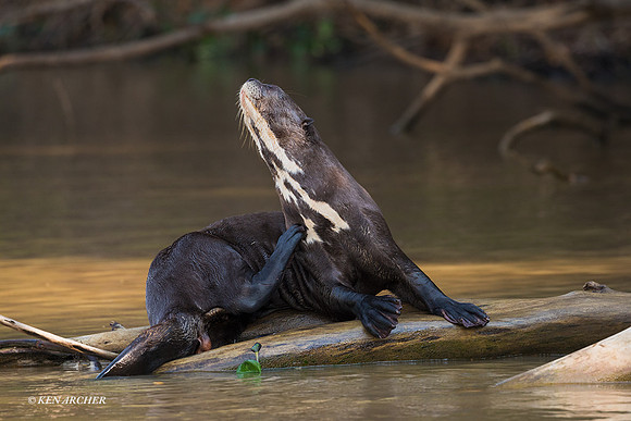 BZGO00329 - Giant Otter