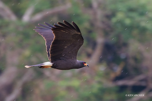 BZSK00006 - Snail Kite