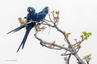 BZHM00032 - Hyacinth Macaw