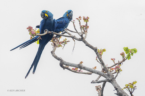 BZHM00032 - Hyacinth Macaw