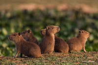 BZCA00062 - Capybara