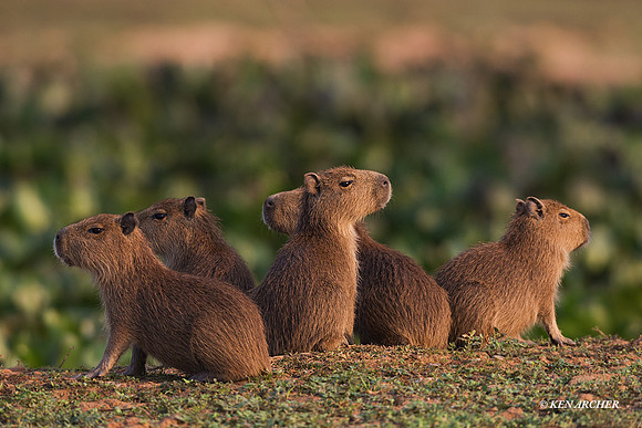 BZCA00062 - Capybara
