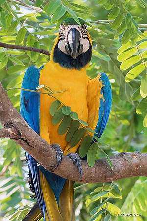 BZBG00329 - Blue & Gold Macaw