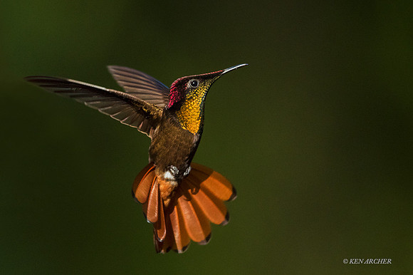TTRT00144 - Ruby Topaz Hummingbird