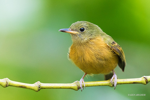 TTOF00002 - Ochre-bellied Flycatcher