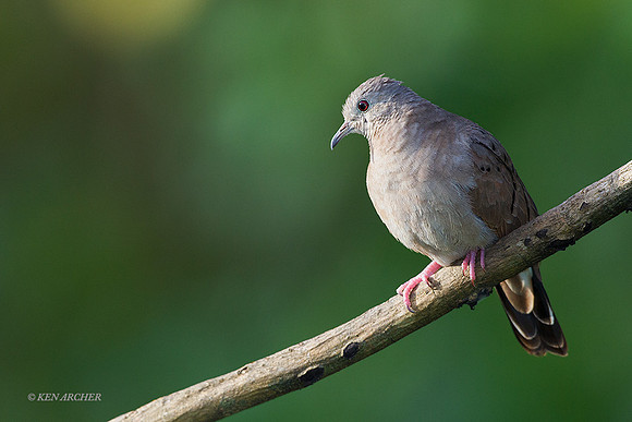 TTRD00002 - Ruddy Ground Dove