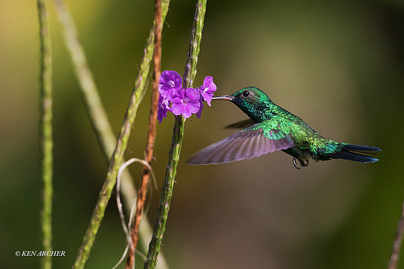 TTBE00001 - Blue-throated Emerald