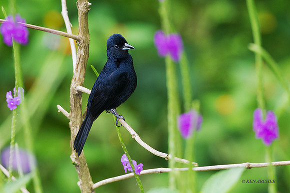 TTWT00059 - White-lined Tanager