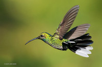 TTWS00025 - White-ltailed Sabrewing