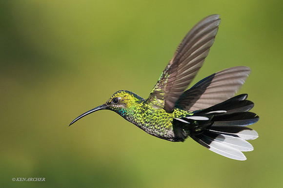 TTWS00025 - White-ltailed Sabrewing