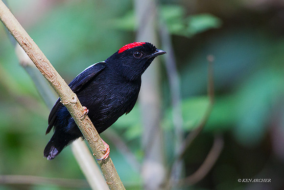 TTBN00090 - Blue-backed Manakin