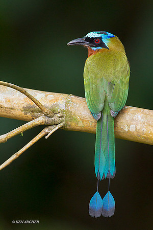 TTTM00178 -Trinidad Motmot