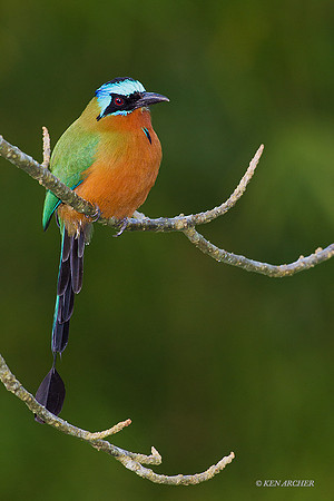 TTTM00159 - Trinidad Motmot