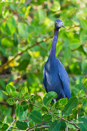 TTLB00019 - Little Blue Heron