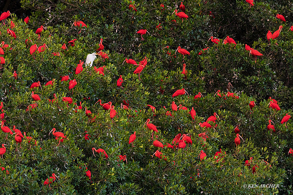 TTSI00351- Scarlet Ibis