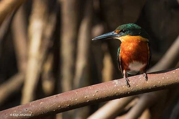 TTPK00002 - Pygmy Kingfisher