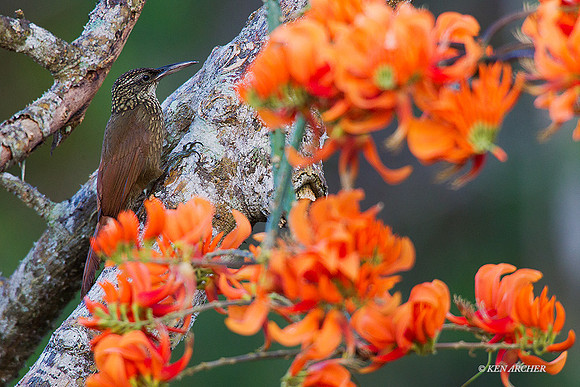 TTCW00006 - Cocoa Woodcreeper