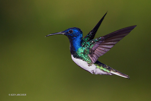 TTWJ00490 - White-necked Jacobin