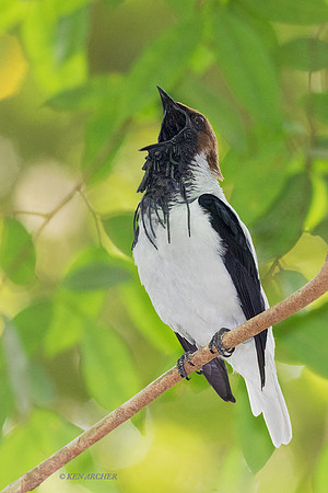 TTBB00115a - Bearded Bellbird