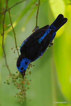 TTTT00010 - Turquoise Tanager