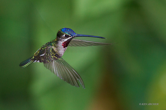 TTSH00007 - Star-throated Hummingbird