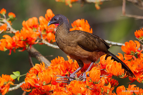 TTRC00035 - Rufous-vented Chachalaca