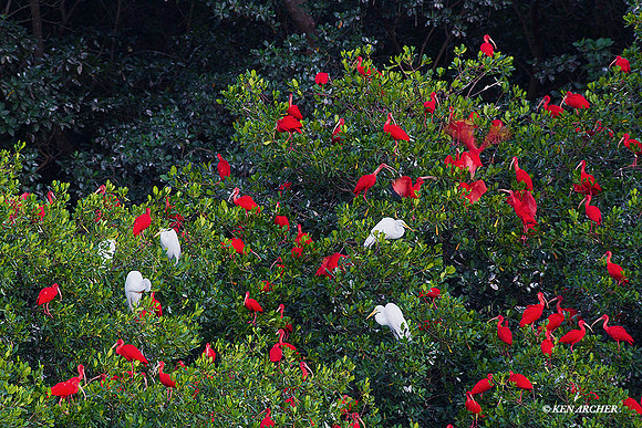 TTSI00311 - Scarlet Ibis